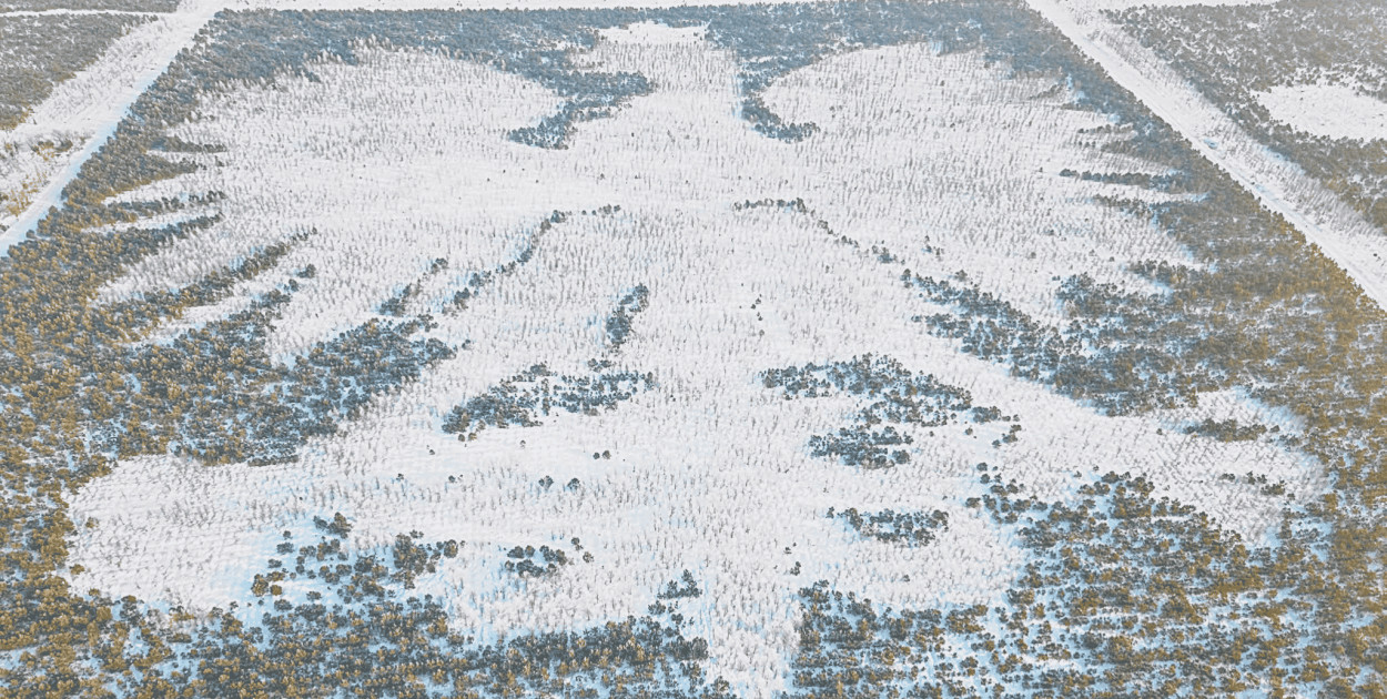 Parchowski leśny ORZEŁ zimowy, a więc w końcu BIAŁY. Nagrali FILM