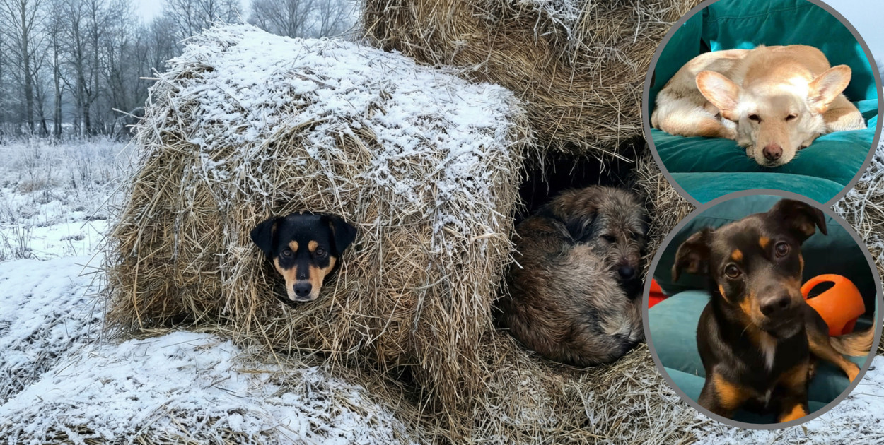 Dramat z NAJPIĘKNIEJSZYM zakończeniem. Zaginione psy z Udorpia są już w domu!
