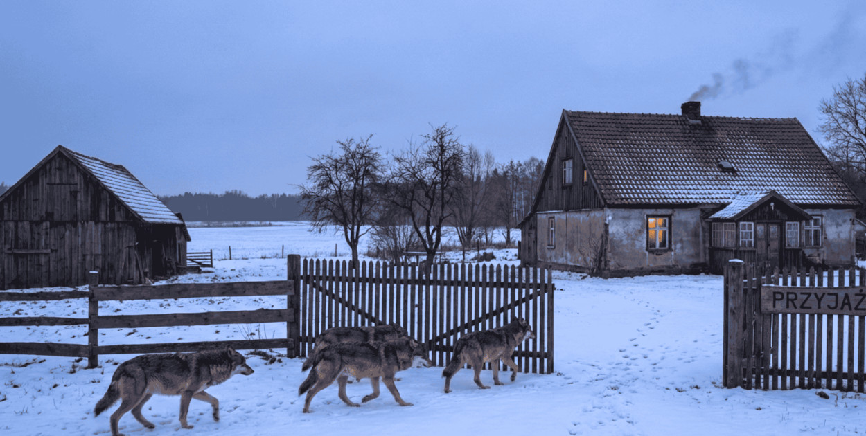 WILCZY PROBLEM. Radni domagają się odstrzału