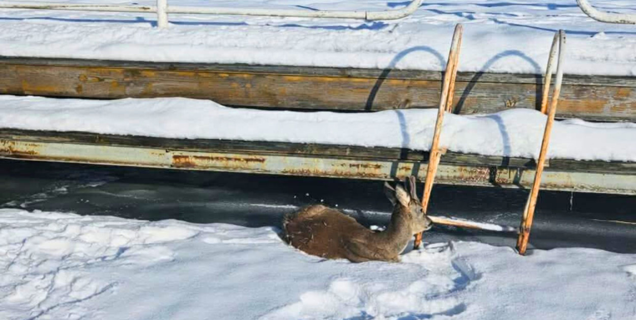 Nietypowa AKCJA ratunkowa na zamarzniętym jeziorze. Sarna URATOWANA