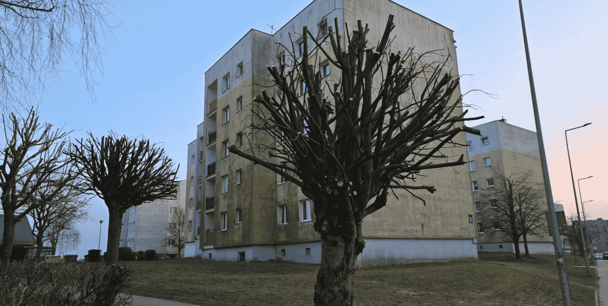 Drzewa zamienione w kikuty? Mieszkańcy oburzeni po przycince na ul. Zwycięstwa