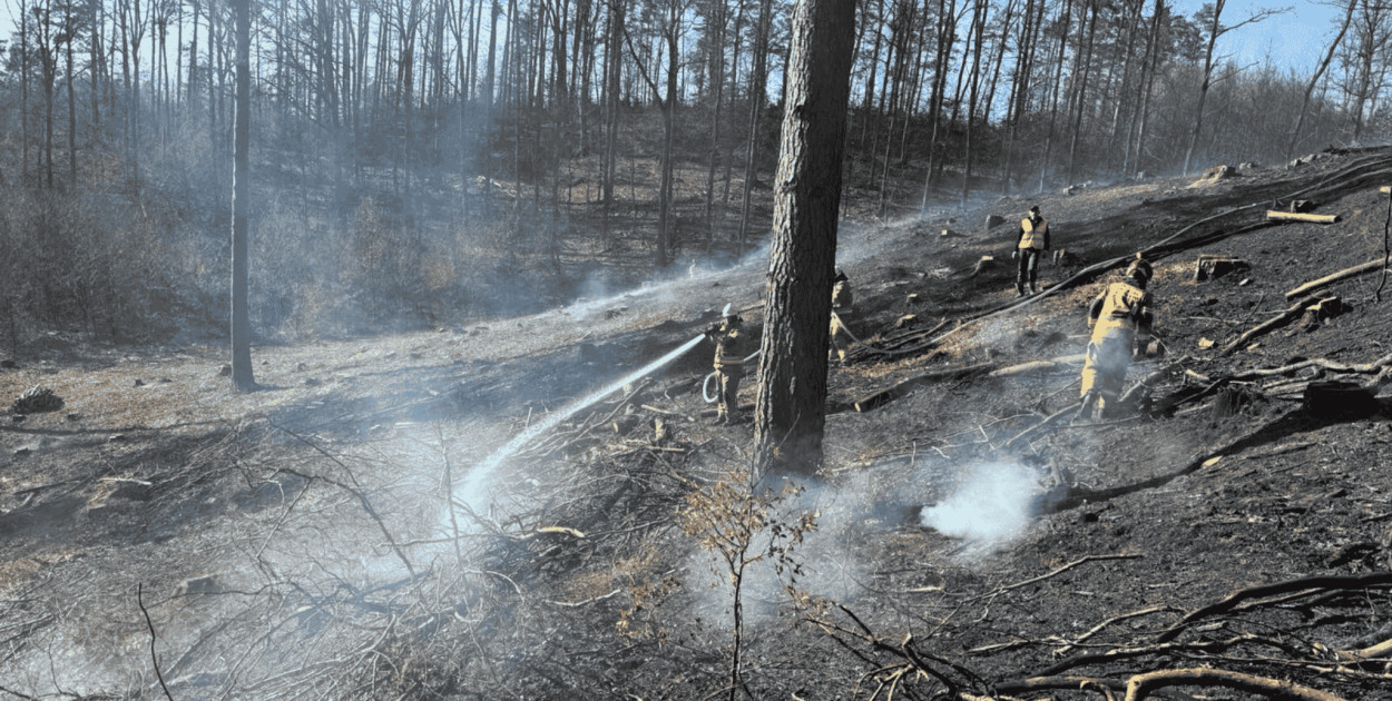 Pożar lasu w pobliżu Kotuszewa. Spłonęło pół hektara poszycia