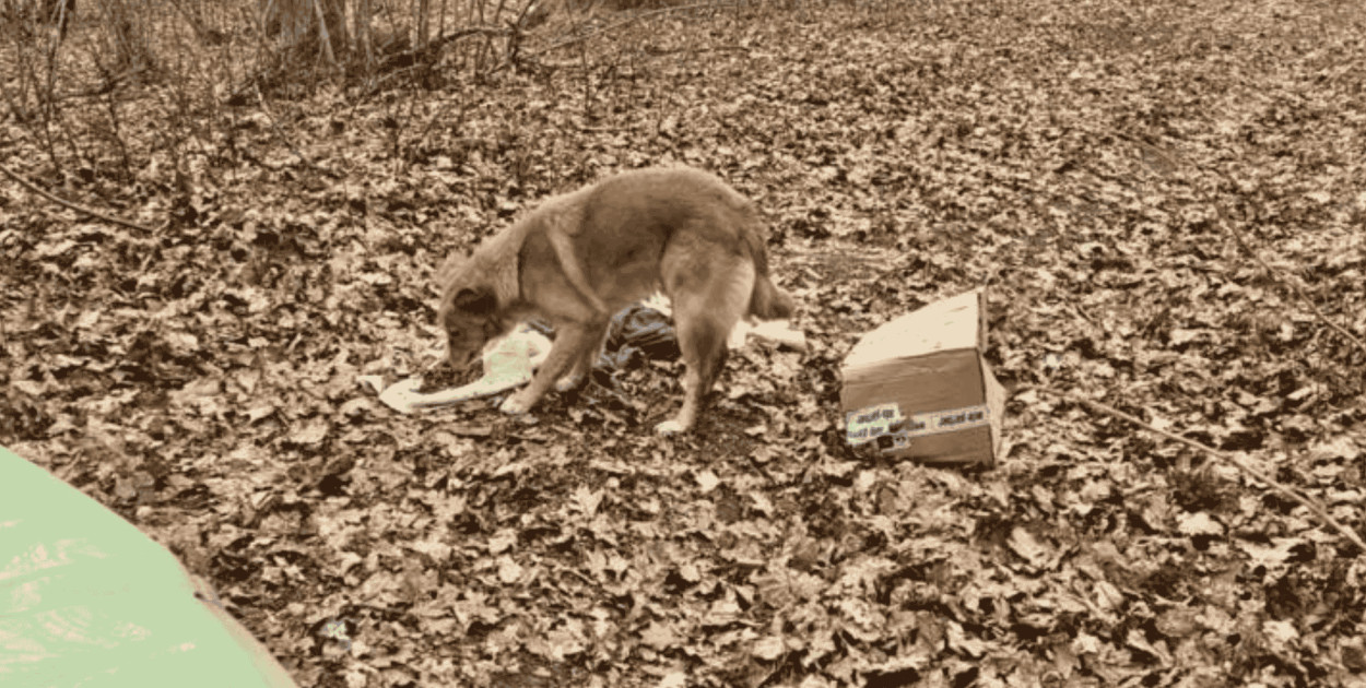 Porzucili psa w lesie. Zwierzę czekało przy kartonie