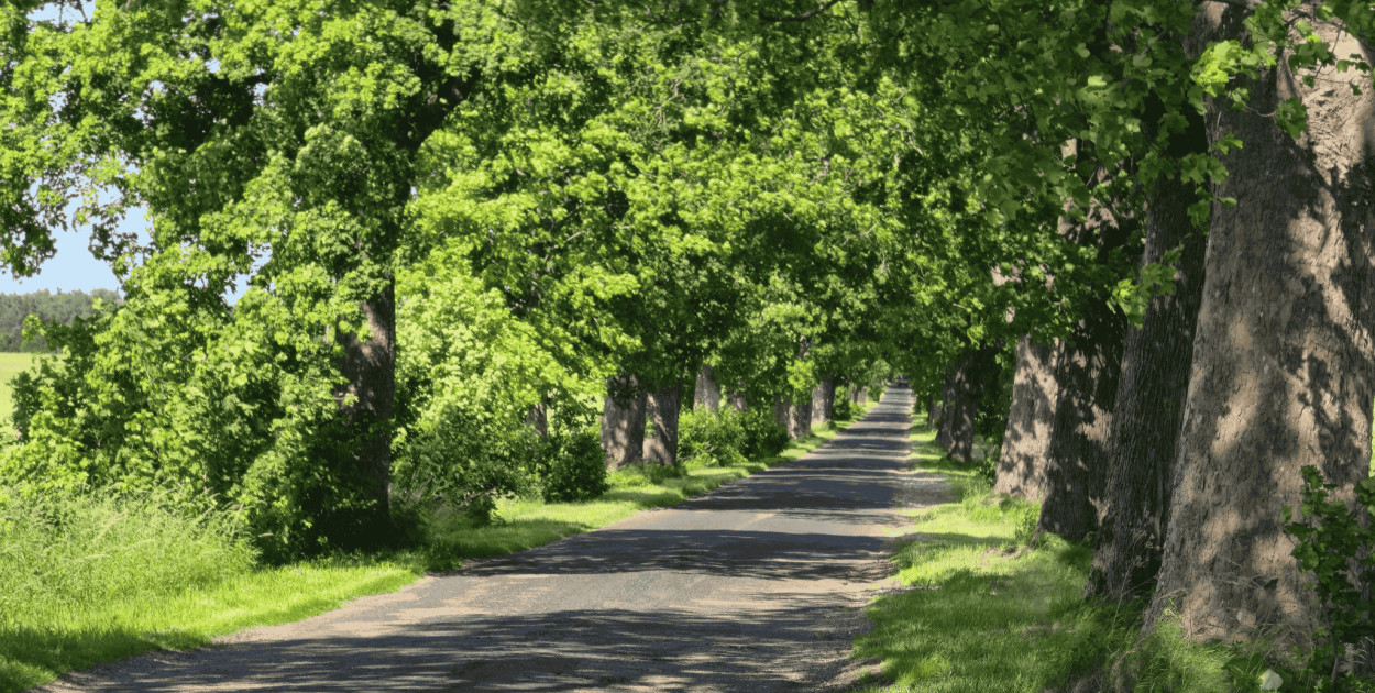 Aleja Kołczygłowy – Poborowo wpisana do rejestru zabytków. Ekolodzy WYGRALI