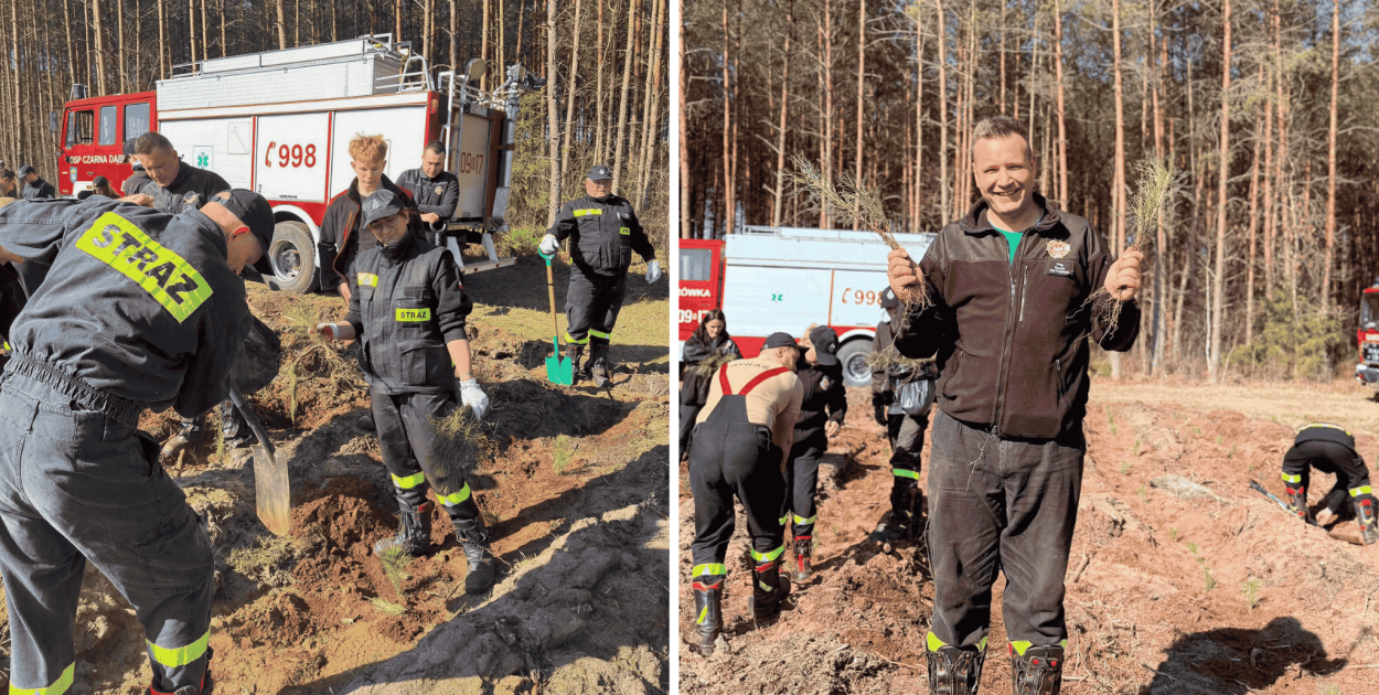 Zielona misja strażaków. Ochotnicy wspólnie sadzili las w Nadleśnictwie Łupawa
