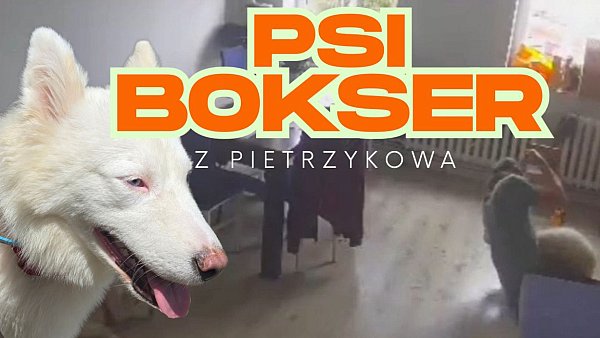 PSI BOKSER Z PIETRZYKOWA. Ujawniamy szokujące nagrania