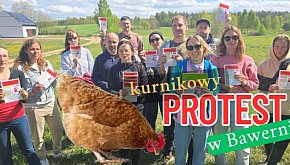 Kurnikowy ALARM w spokojnej, turystycznej Bawernic