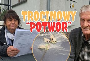 Trocinowy „POTWÓR” z Kołczygłów