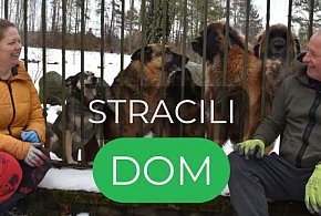 STRACILI DOM. 4 osoby, 1 kot i 5 psów